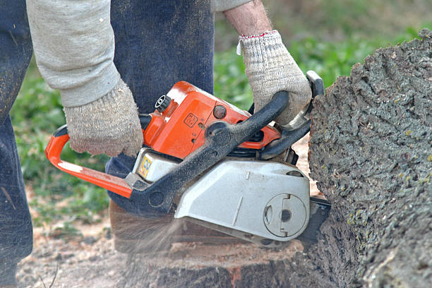 Best Stump Grinding and Removal  in Mcdonald, PA